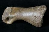 Long T-Rex or Nanotyrannus Toe Bone - Montana #19170-6